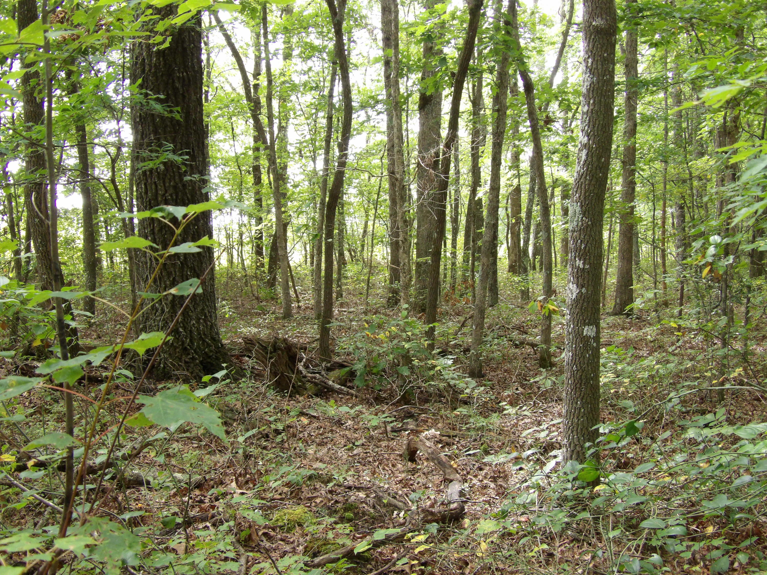 0 Flatbush Road, Unit B37 Spencer, TN 38585 - Photo 12 of 20 100_1392