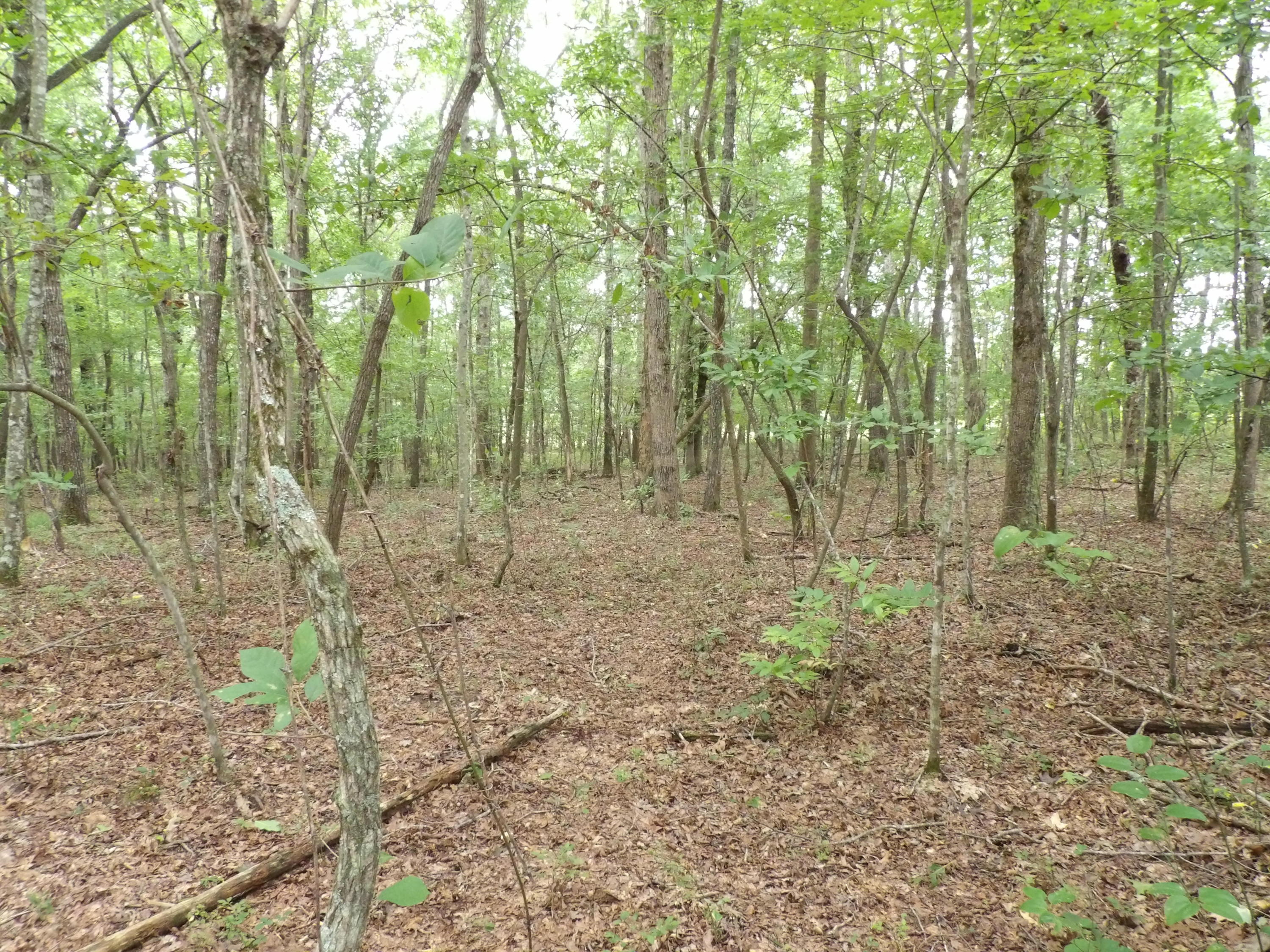 0 Flatbush Road, Unit B37 Spencer, TN 38585 - Photo 15 of 20 100_1394