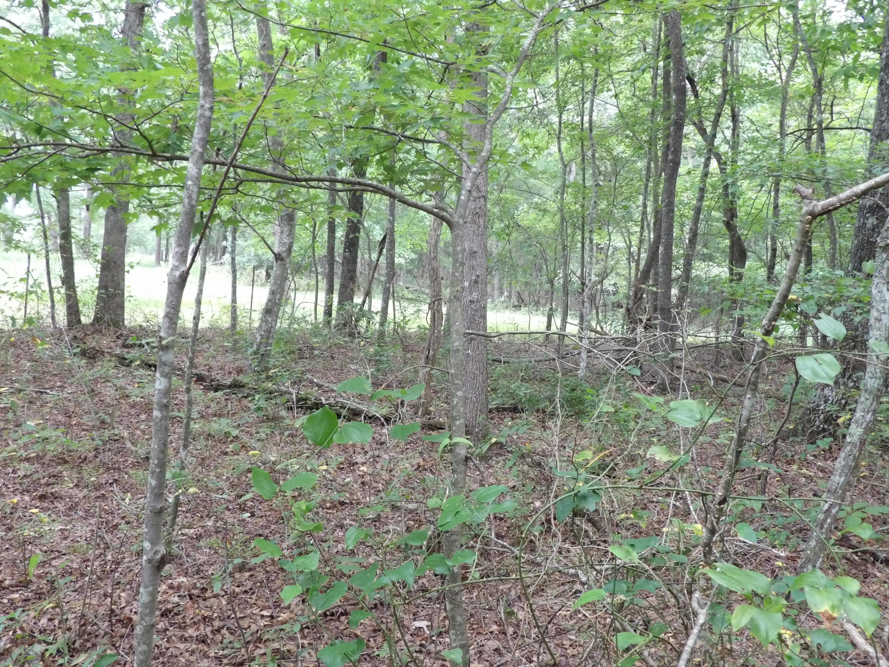 0 Flatbush Road, Unit B37 Spencer, TN 38585 - Photo 16 of 20 100_1396