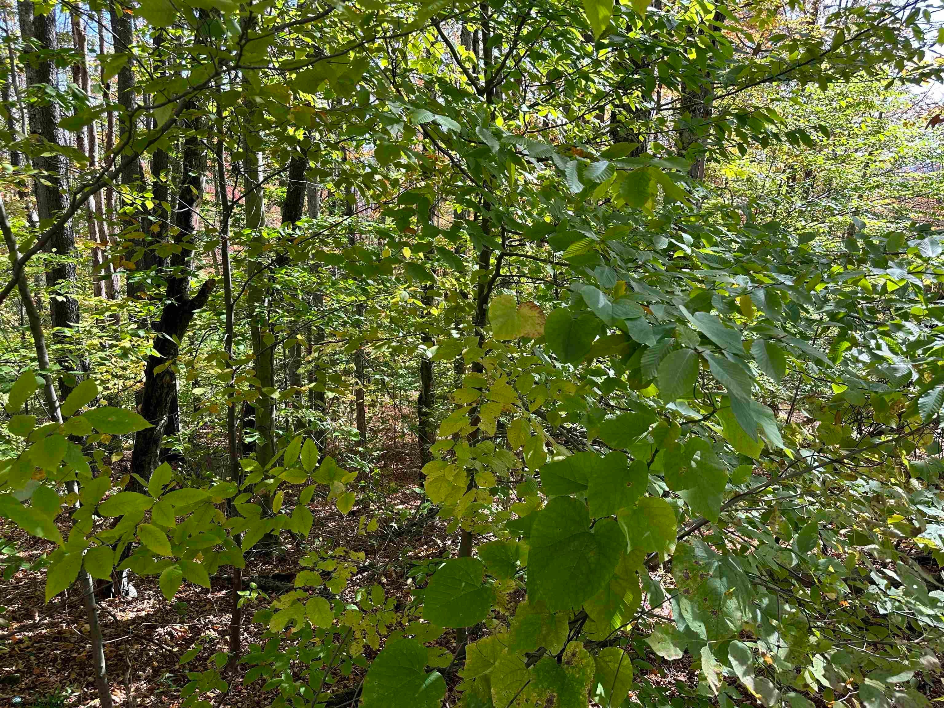 Lot 38 Northpoint Way Davis, WV 26260 - Photo 4 of 8 Gallery Image 4