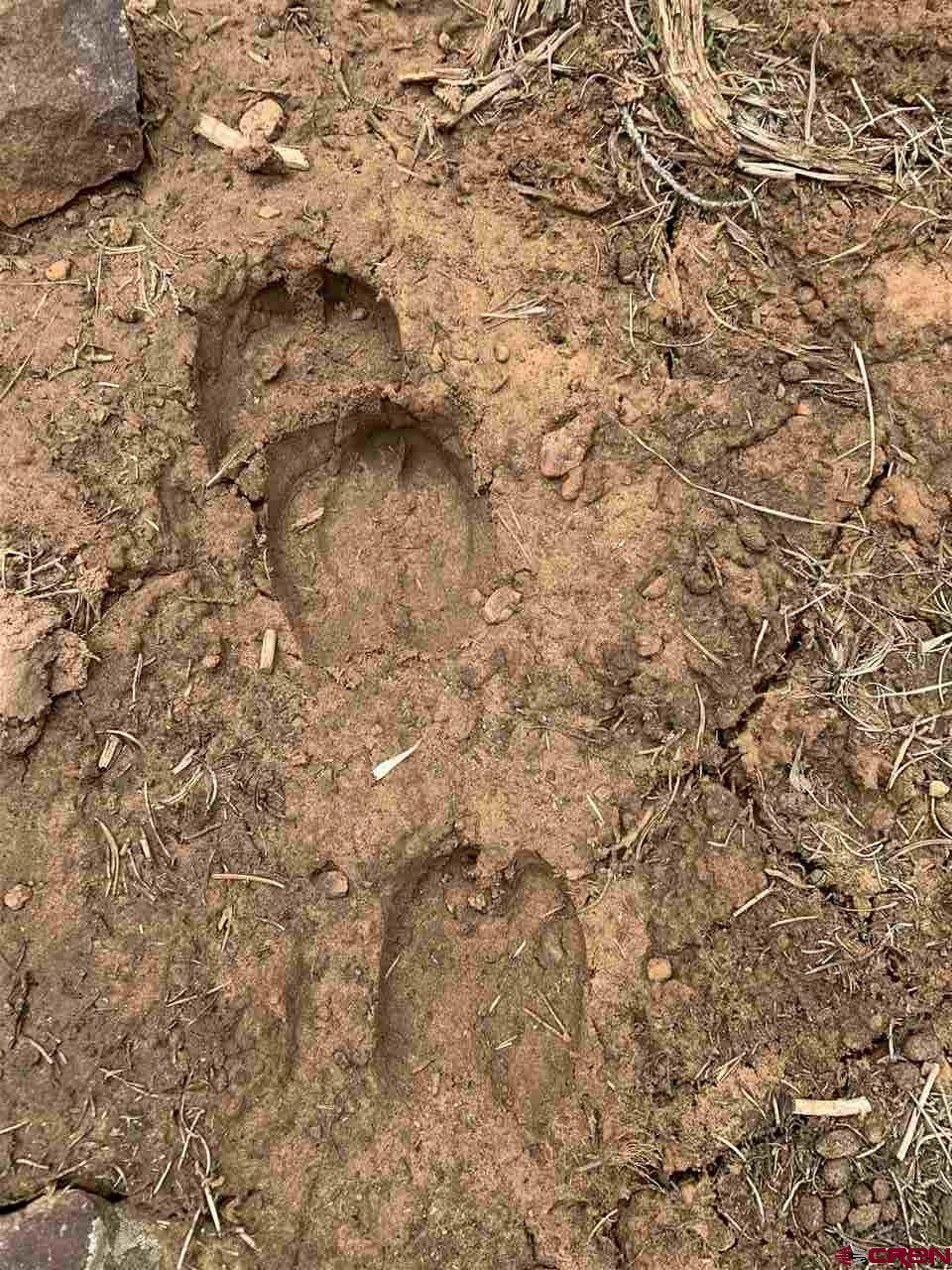 Tbd Sims Mesa Road Montrose, CO 81403 - Photo 11 of 14 Elk tracks