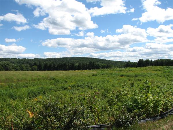 11 C Trail Ridge Way, Unit 35 Harvard, MA 01451 - Photo 29 of 30 a view of a lush green space
