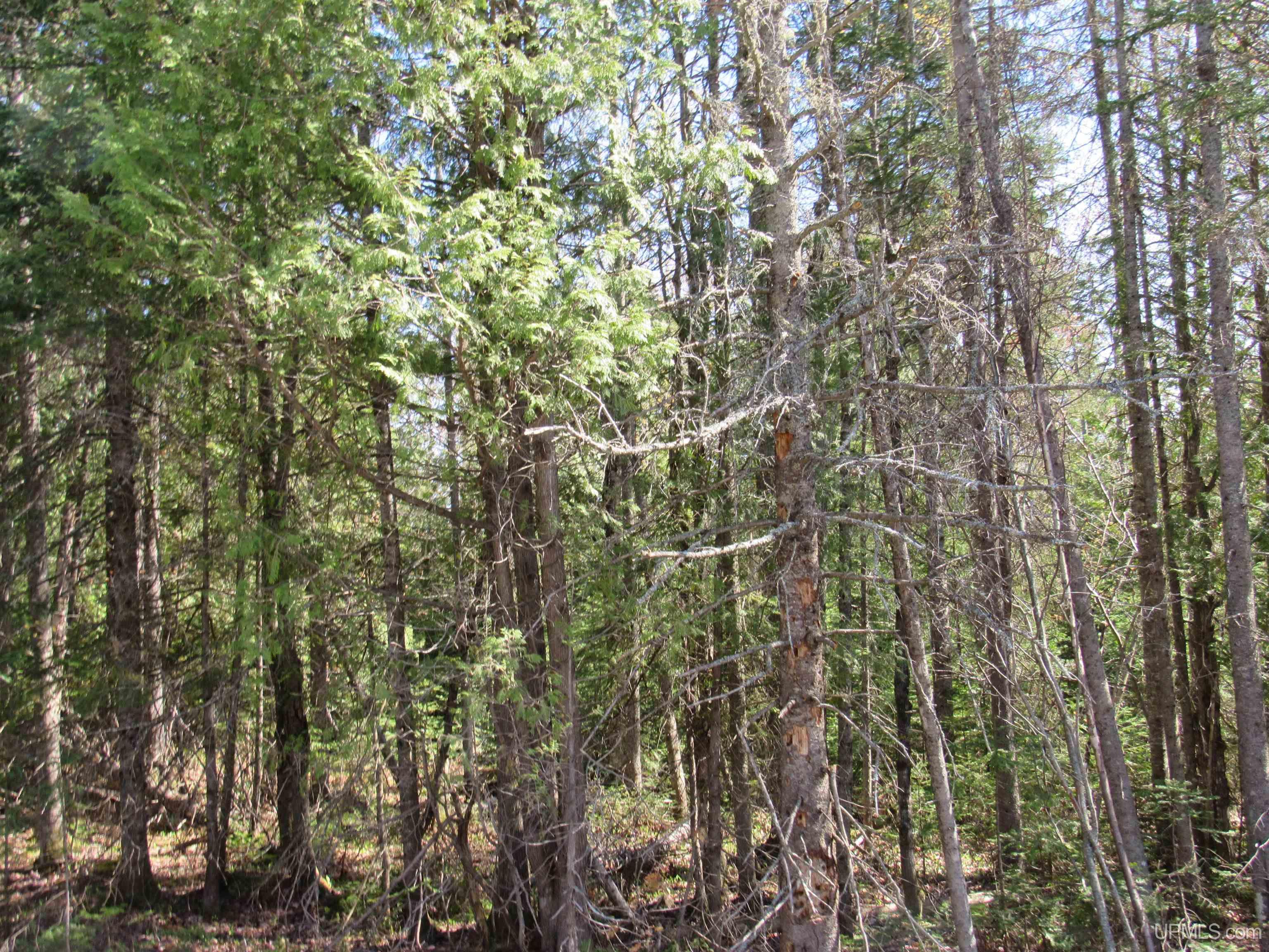 Tbd Rice Lake Road, Unit JUST WEST OF 31959 RICE L Lake Linden, MI 49945 - Photo 1 of 4