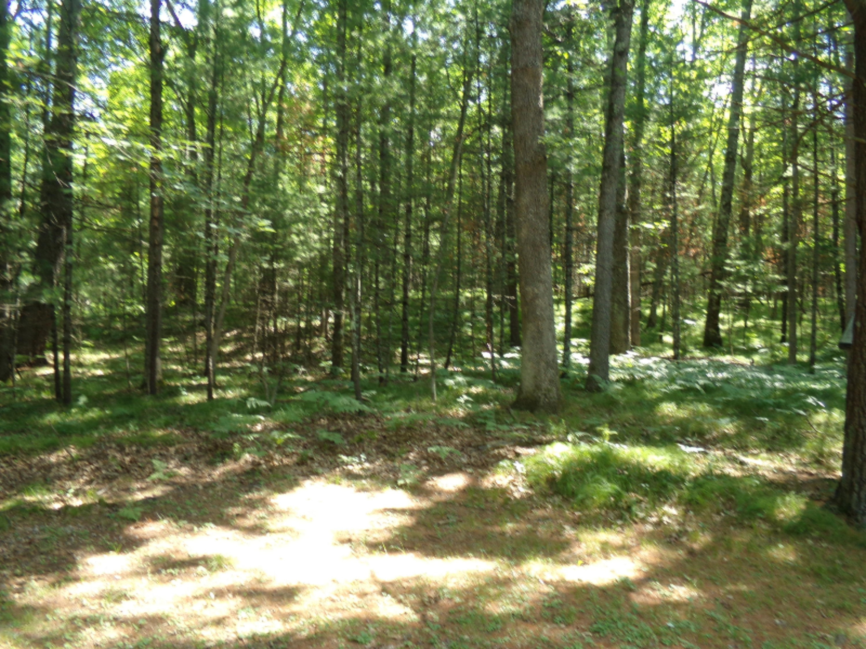 8856 North Granger Road Irons, MI 49644 - Photo 21 of 24 100_1302