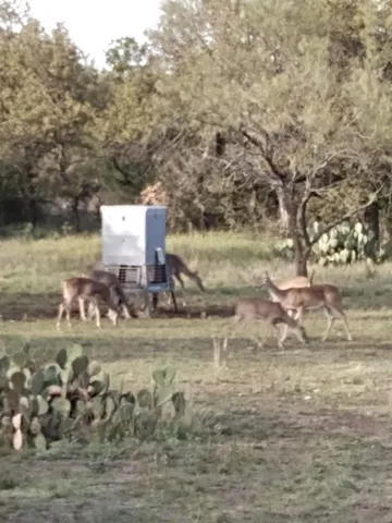 a view of a yard with wooden fence