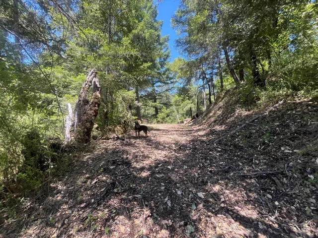 a view of a lush green forest with large trees