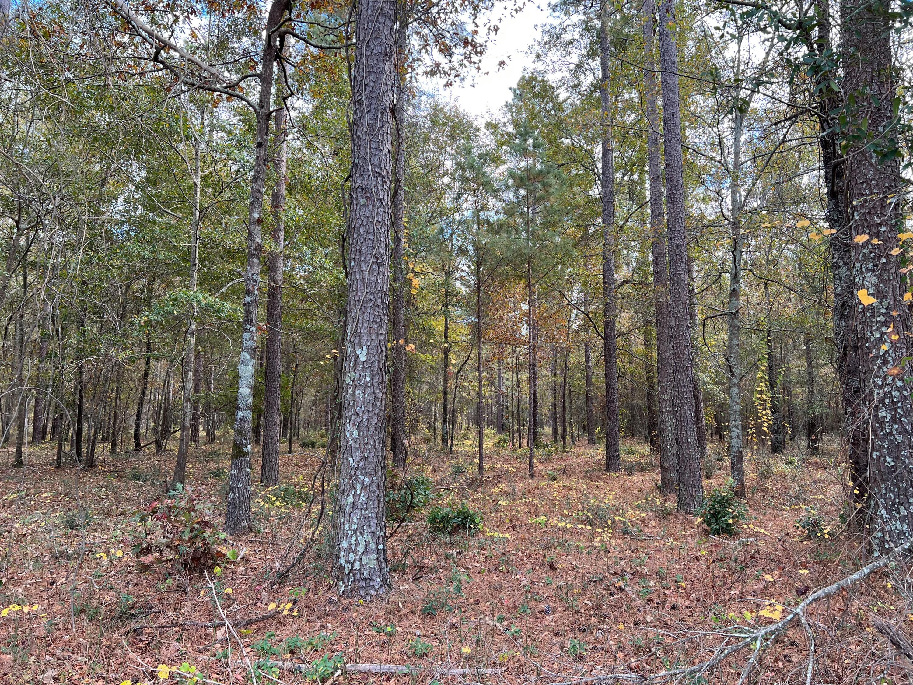 W2 Wagener Road, Unit 2 Wagener, SC 29164 - Photo 6 of 11