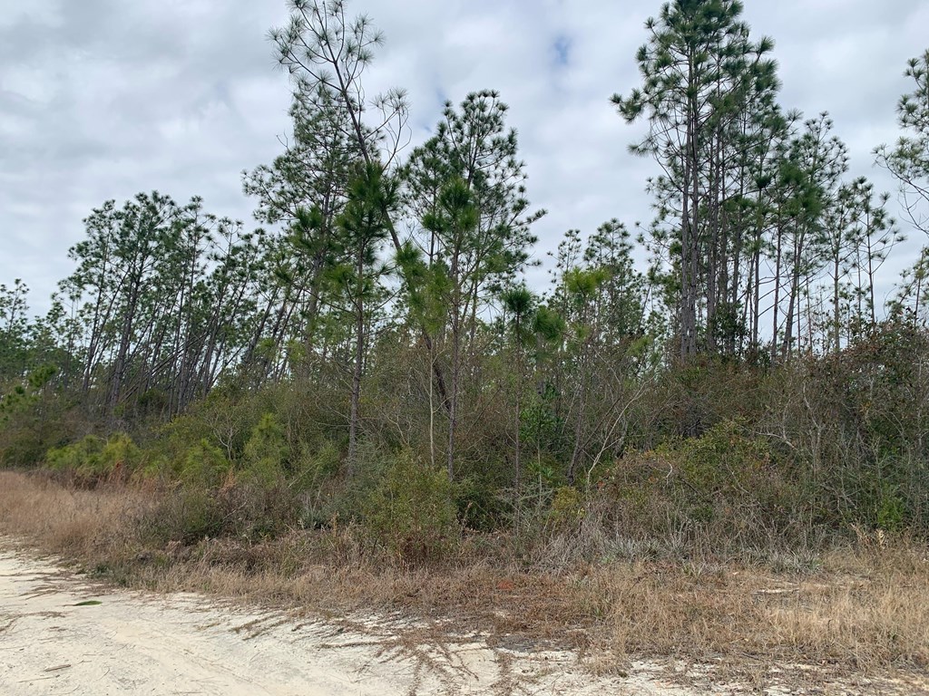 Lot Shell Shell Road Port St. Joe, FL 32456 - Photo 5 of 6