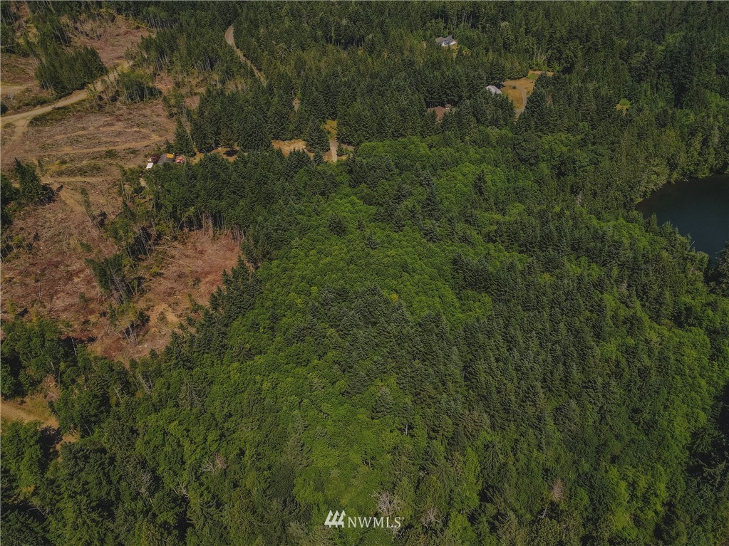 1192 Black Point Road Brinnon, WA 98320 - Photo 10 of 10 a view of a lush green forest with large trees