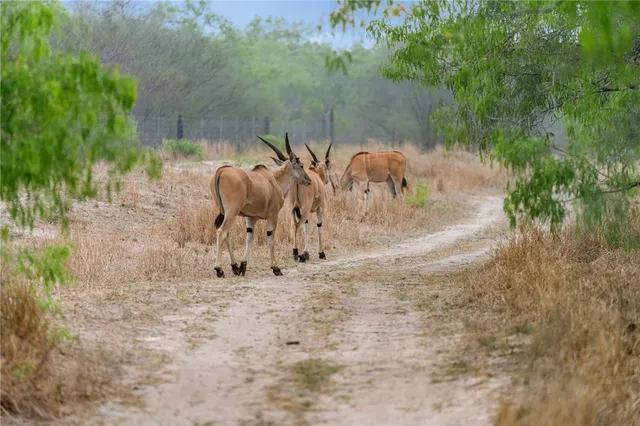 $1,625,000 | 141 South Private Road 1026, Kingsville, TX 78363