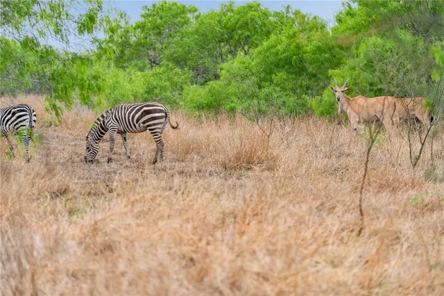 $1,625,000 | 141 South Private Road 1026, Kingsville, TX 78363