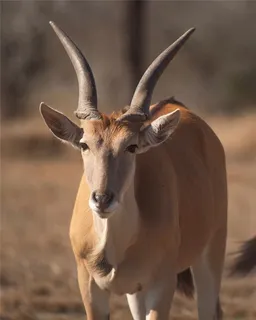 $1,530,000 | 141 South Private Road 1026, Kingsville, TX 78363