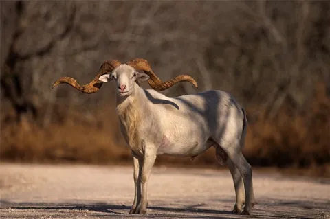 $1,625,000 | 141 South Private Road 1026, Kingsville, TX 78363