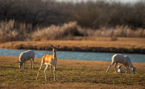 $1,625,000 | 141 South Private Road 1026, Kingsville, TX 78363