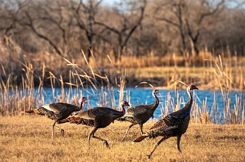 $1,625,000 | 141 South Private Road 1026, Kingsville, TX 78363