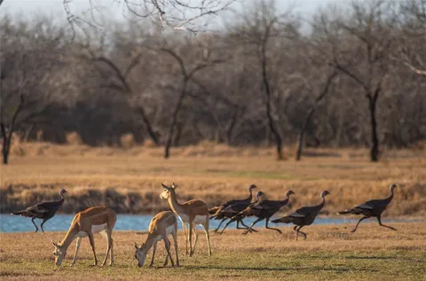 $1,625,000 | 141 South Private Road 1026, Kingsville, TX 78363