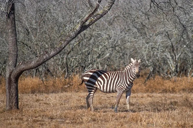 $1,625,000 | 141 South Private Road 1026, Kingsville, TX 78363