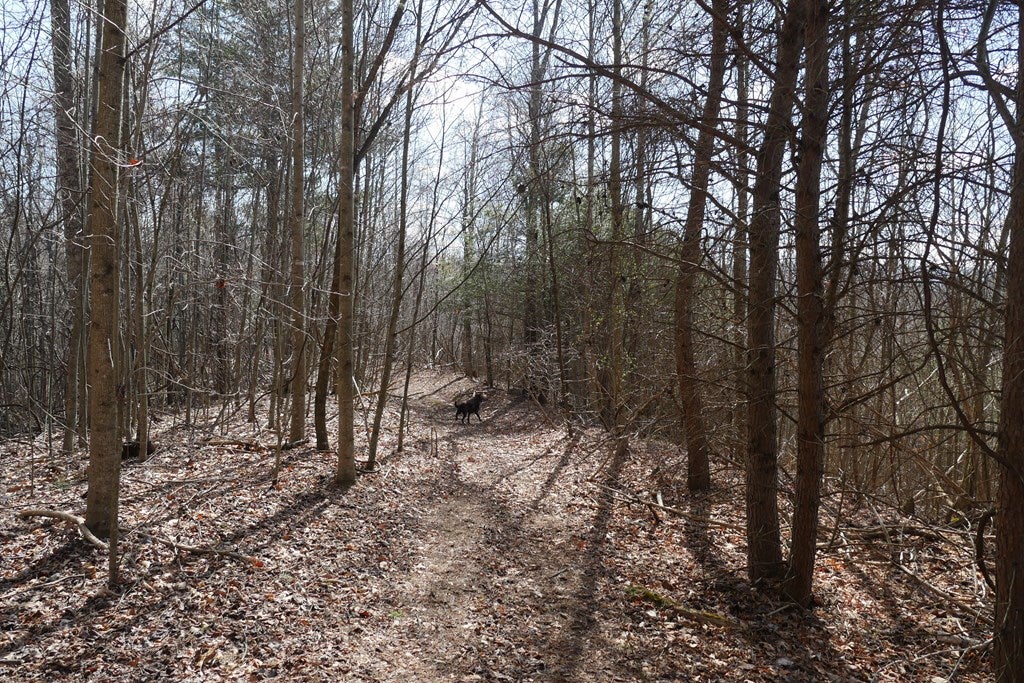 Tbd Rush Creek Road Glade Spring, VA 24340 - Photo 52 of 69 Gallery Image 52