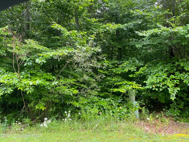 a view of a lush green forest