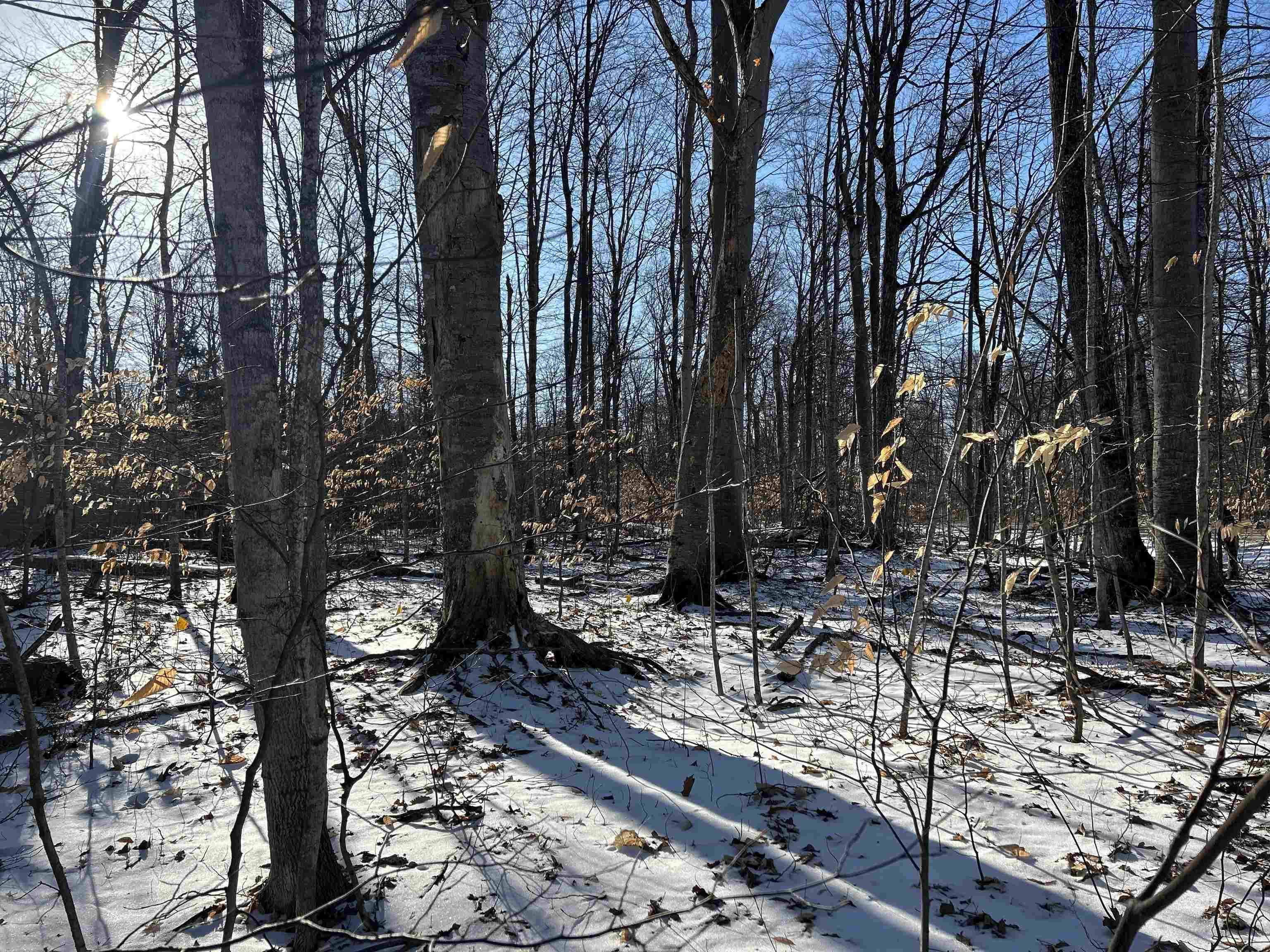 Lot 74 Sugar Maple Cedar, MI 49621 - Photo 8 of 10 1919768-d6663c32-0e9d-433a-87ce-3297ad270884.JPG