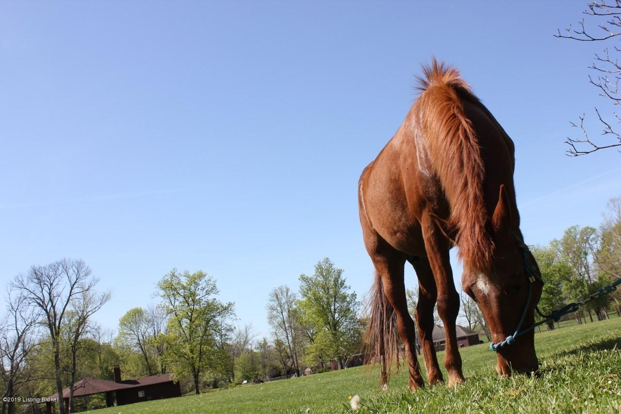 10813 Sun Ridge Road Goshen, KY 40026 - Photo 26 of 40 Horse lover’s paradise! Offers self-care boarding to residents and including a community barn and horse
paddocks. Neighborhood was designed with egress for horse trails throughout!