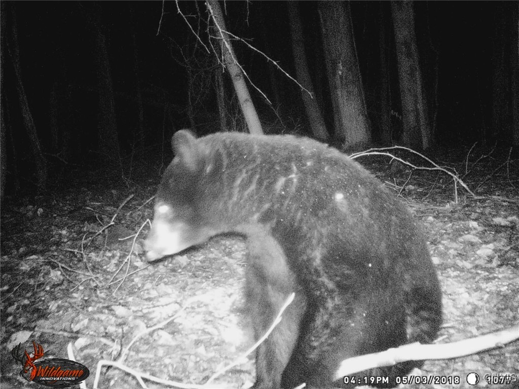 580 Honey Hollow Road Windsor, NY 13865 - Photo 2 of 5 bear seen on the property