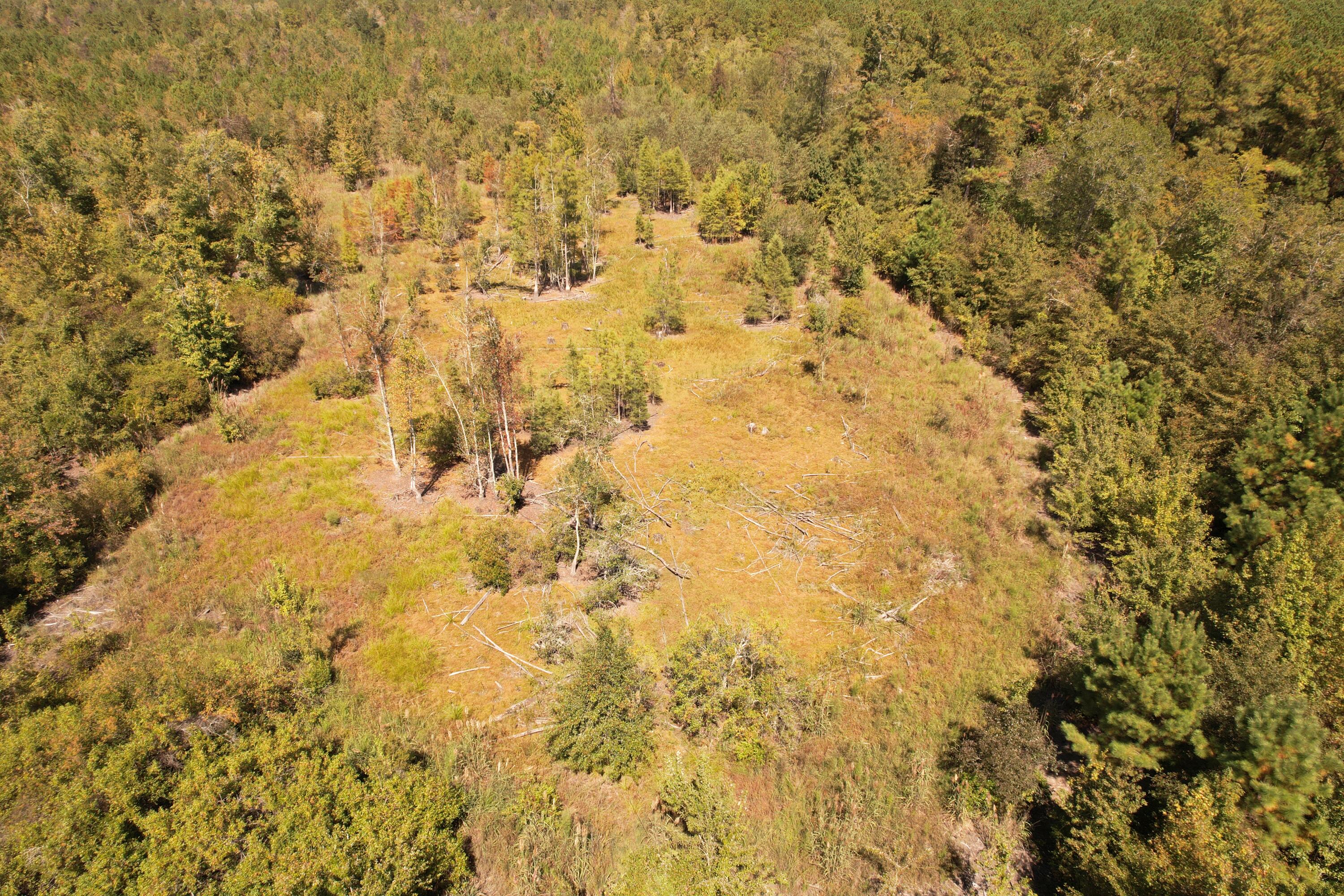 Tbd Old CC Camp Road Greeleyville, SC 29056 - Photo 3 of 12