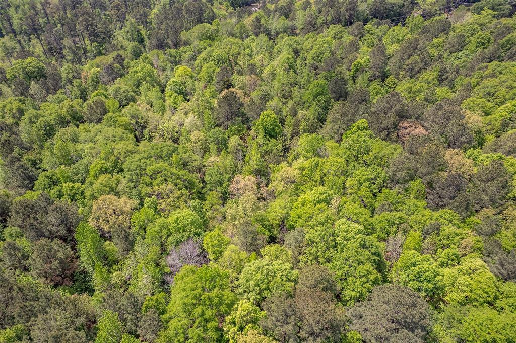 1532 Phillips Springs Road Gladewater, TX 75647 - Photo 14 of 19 a view of a big yard with plants and large trees