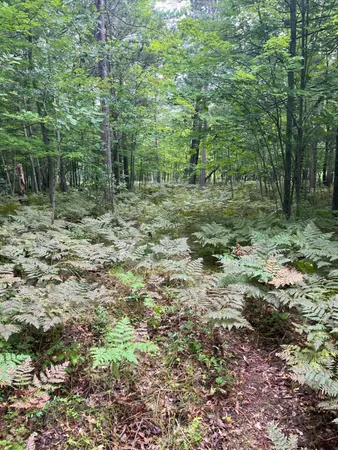 $19,995 | Lot 43 Deerpath Trail Way, Danbury, WI 54830