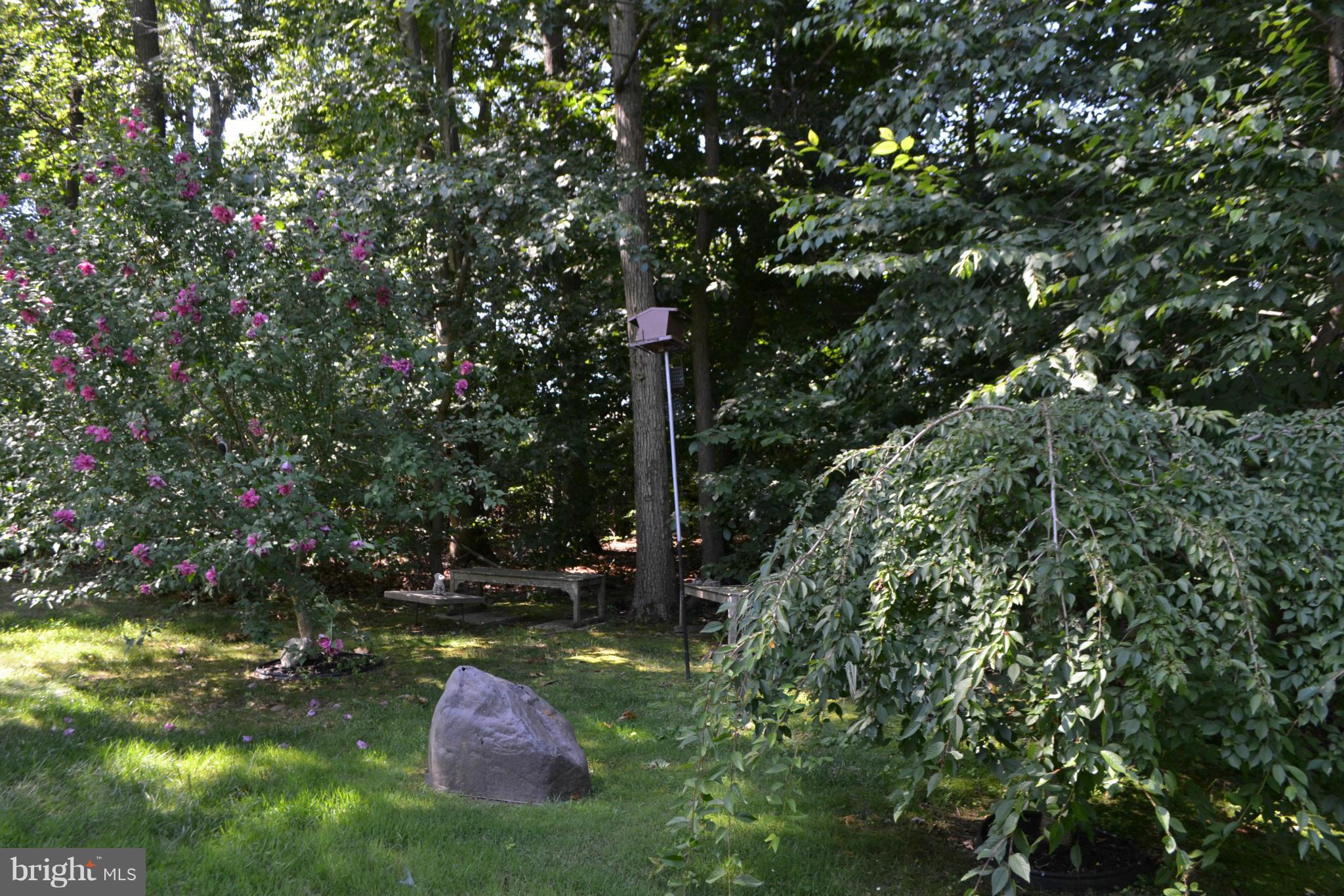 29 Range Road North East, MD 21901 - Photo 23 of 30 Rear Yard- Treed Buffer = Privacy & Serenity