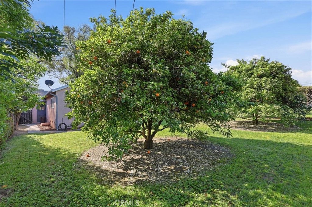 7869 Sycamore Avenue Riverside, CA 92504 - Photo 33 of 36 a view of a yard with plants and large trees