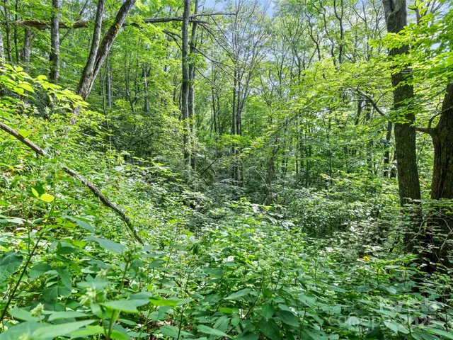 a view of a lush green forest