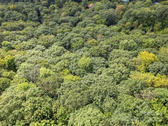 a view of a big yard with plants and large trees