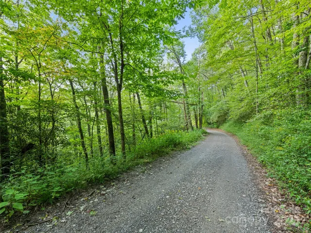 a view of a yard with large trees
