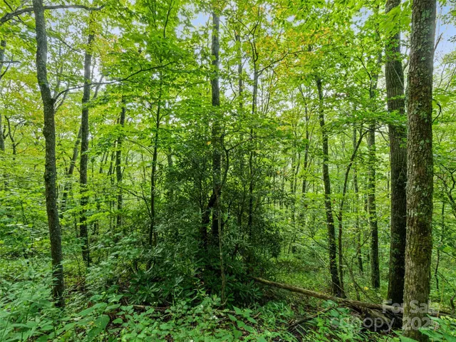 a view of a lush green forest