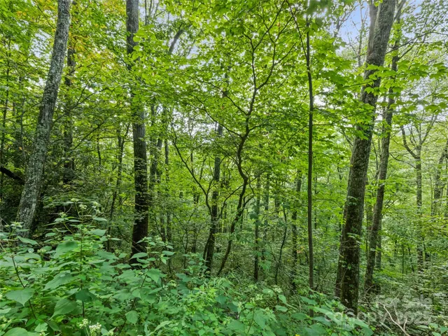 a view of a lush green forest