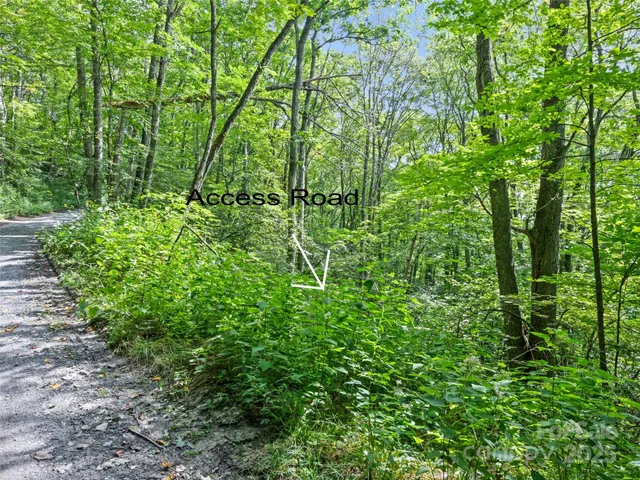 a view of a lush green forest
