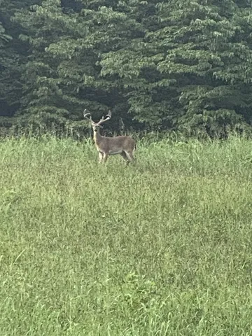 $1,500,000 | 0 Straight Creek Road, Wartrace, TN 37183