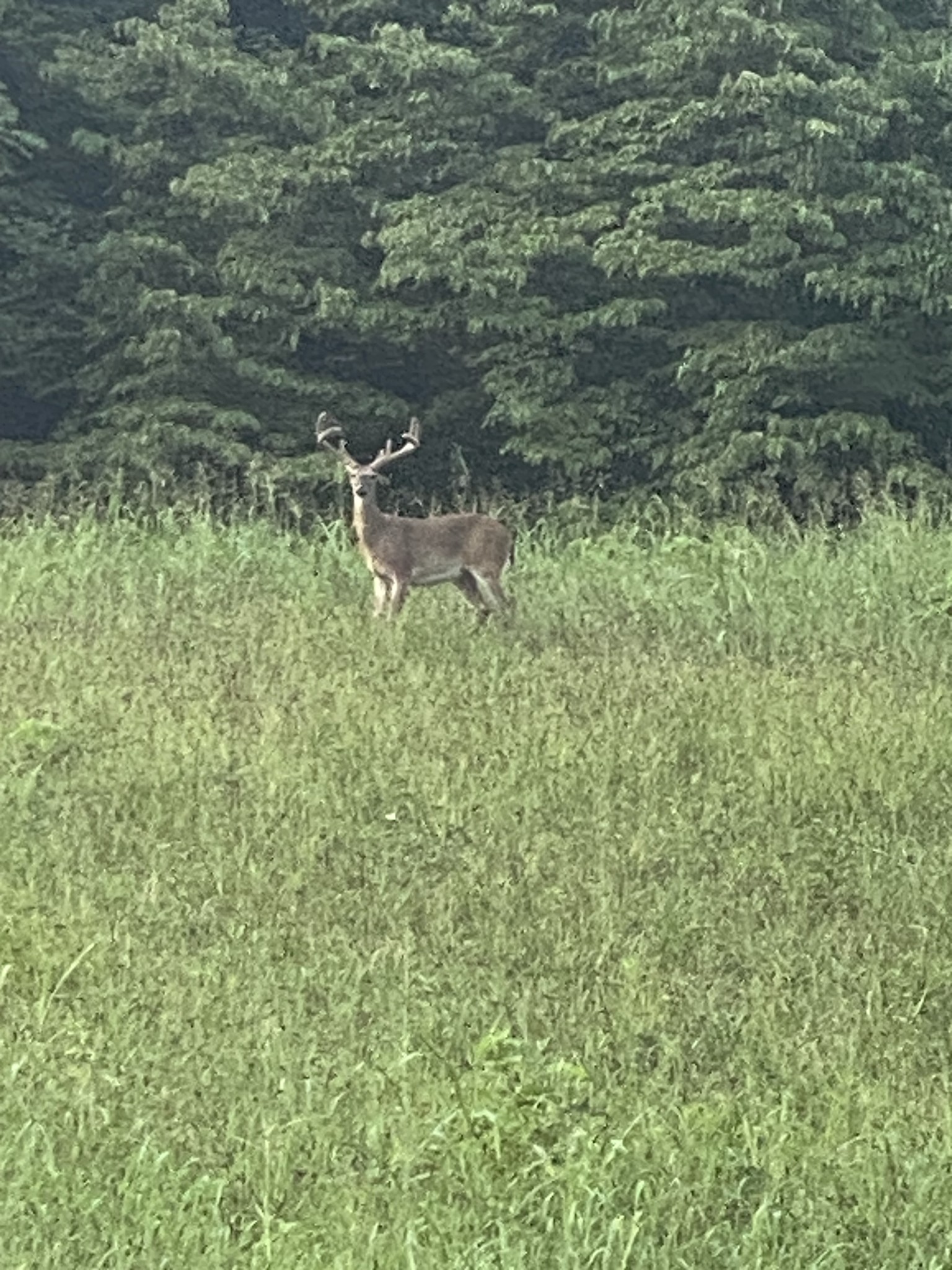 0 Straight Creek Road Wartrace, TN 37183 - Photo 21 of 25