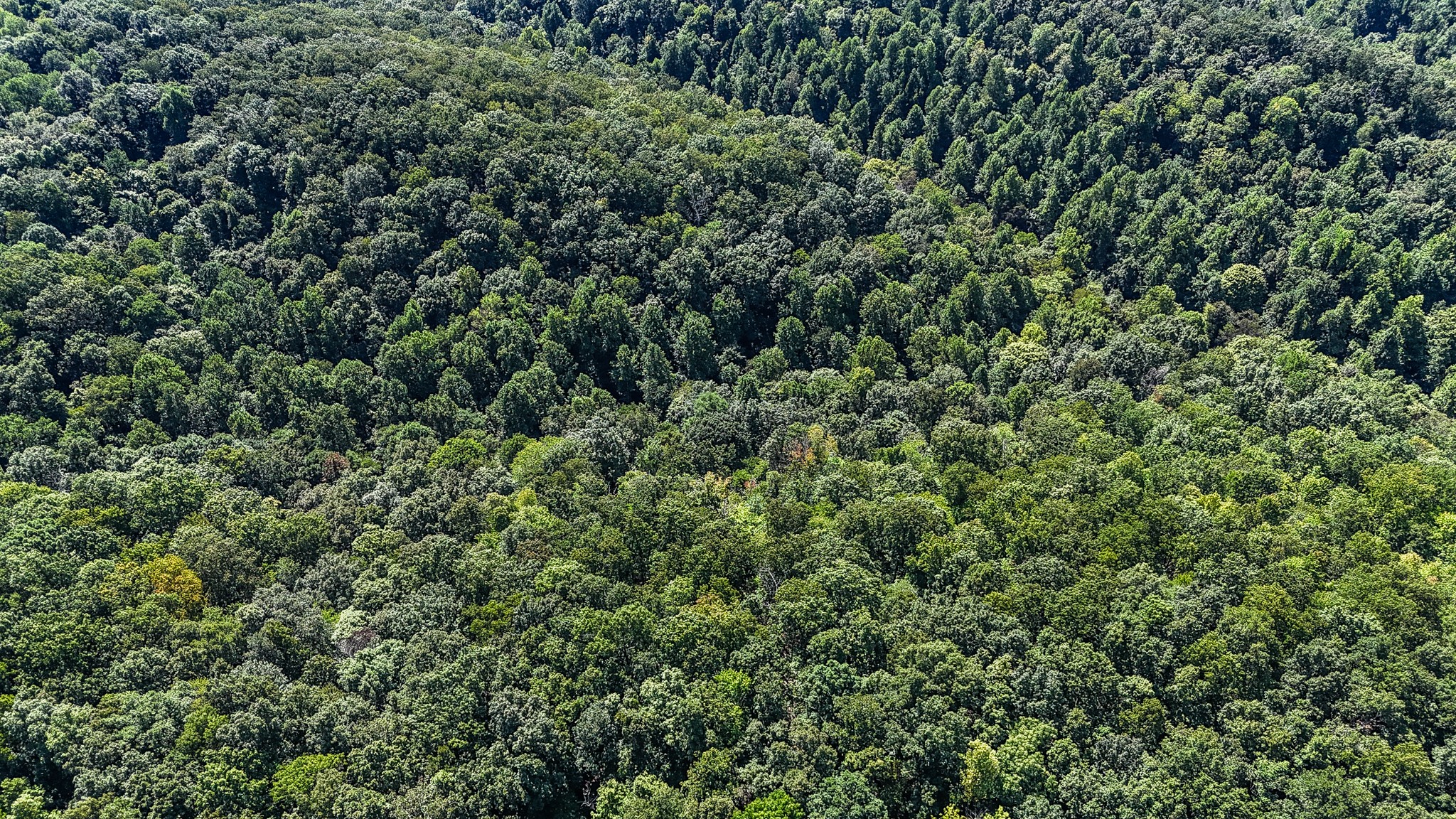 0 Straight Creek Road Wartrace, TN 37183 - Photo 9 of 25