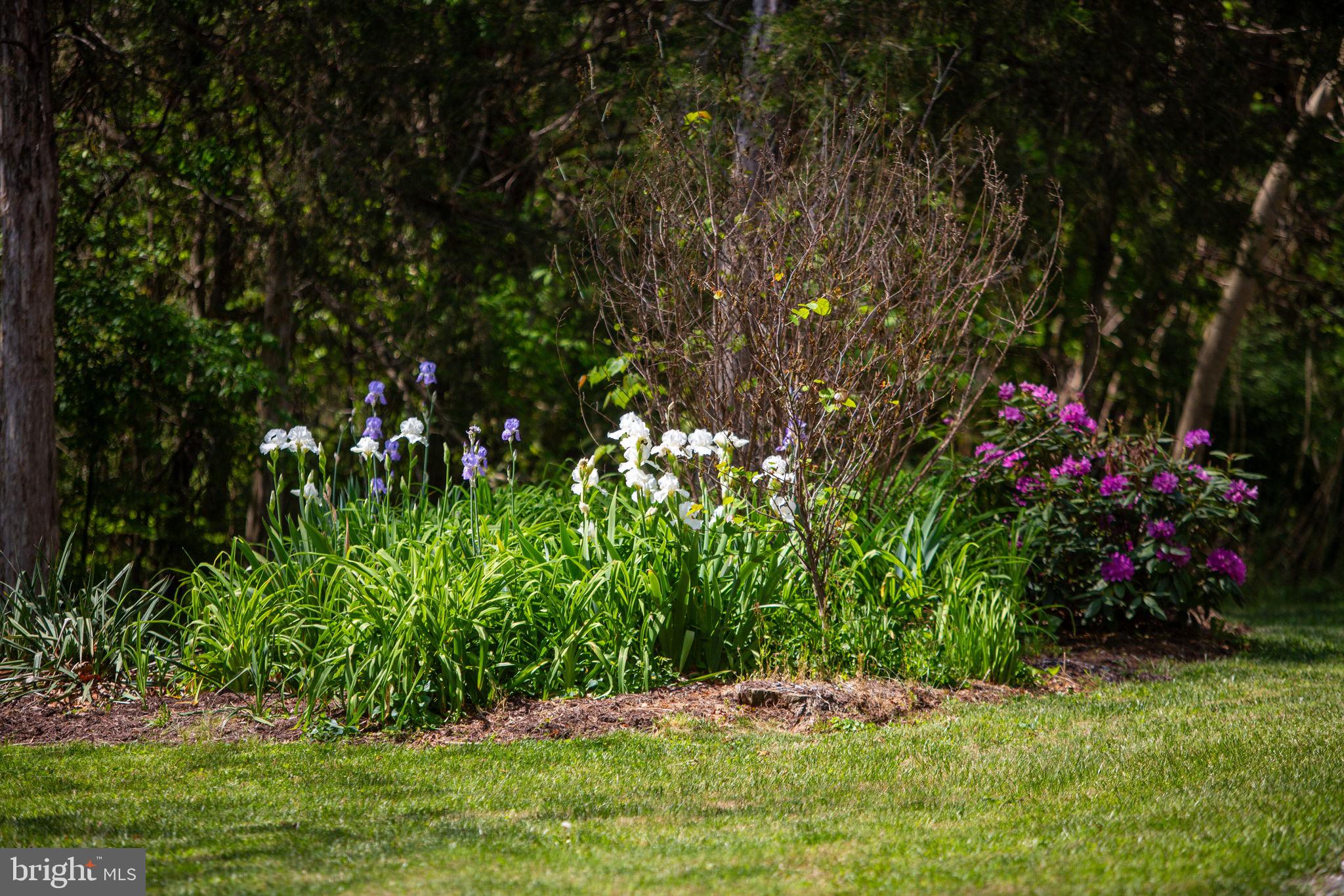 131 Rural Drive Mount Solon, VA 22843 - Photo 45 of 56 Perennials throughout the grounds!