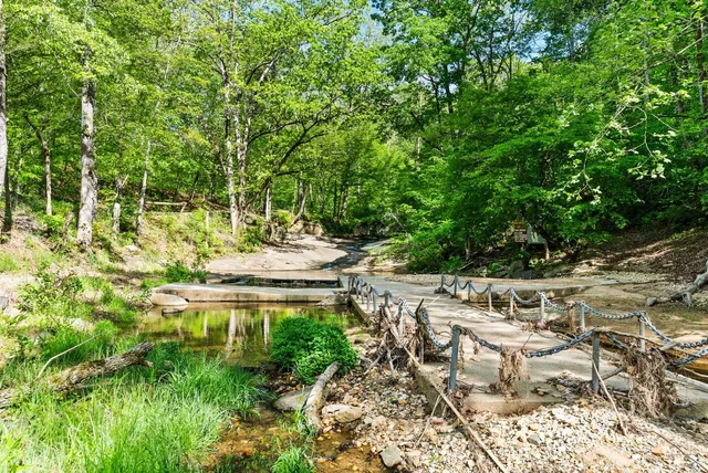 a view of a forest that has a tree