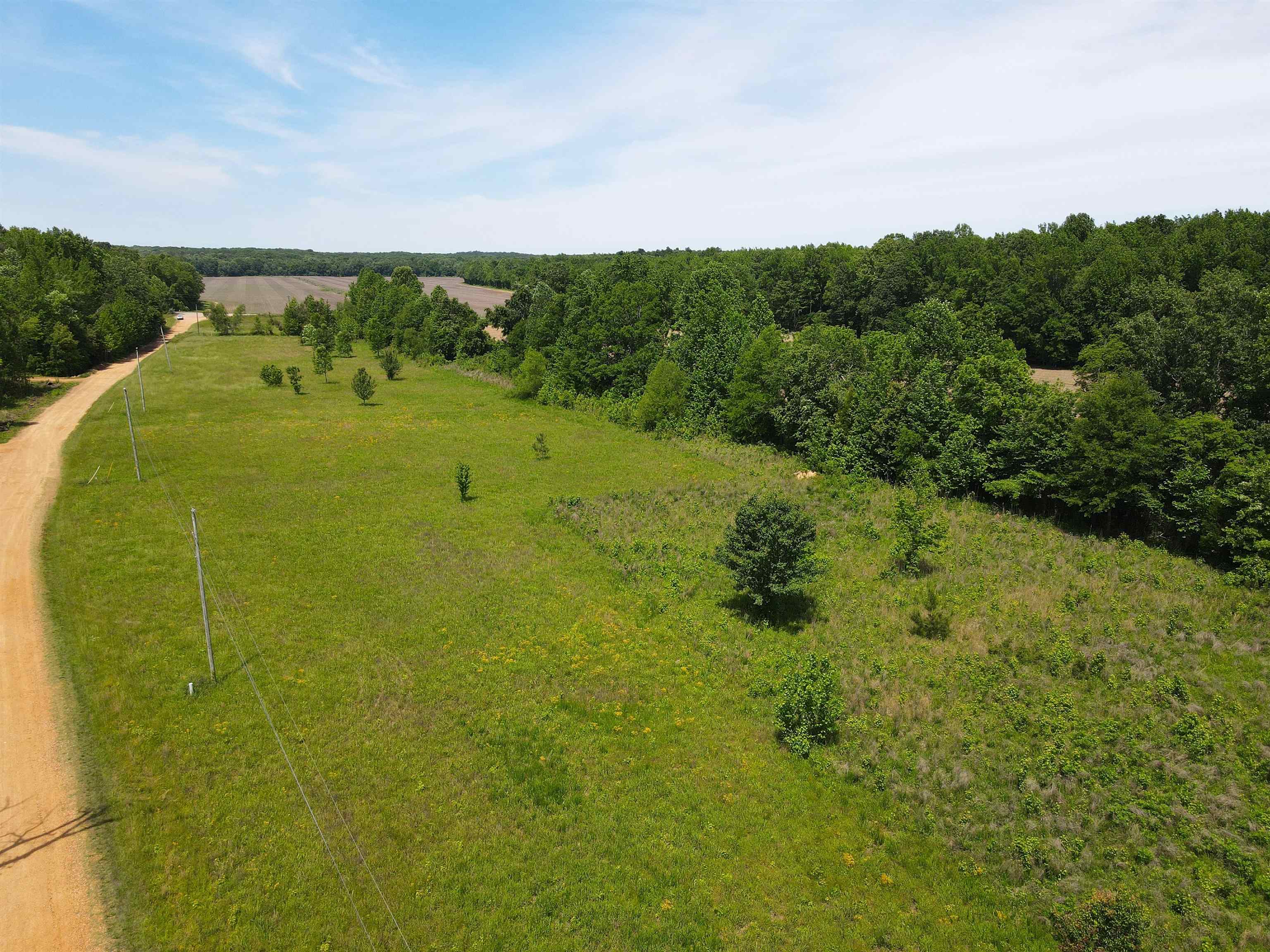 Charles Ward Way Selmer, TN 38375 - Photo 4 of 14 a view of a big yard with large trees