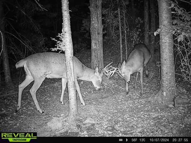 25 Maki Road Esko, MN 55733 - Photo 57 of 58 Gallery Image 57