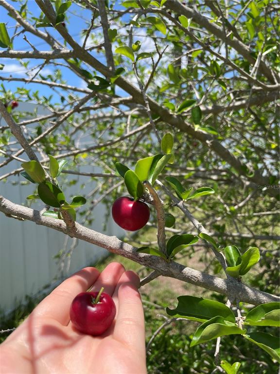 2321 Dallas Street Port Charlotte, FL 33952 - Photo 36 of 38 a view of a tree with a plant