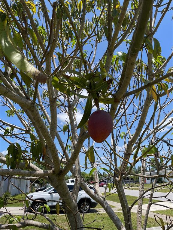2321 Dallas Street Port Charlotte, FL 33952 - Photo 37 of 38 a backyard of a house with lots of tree