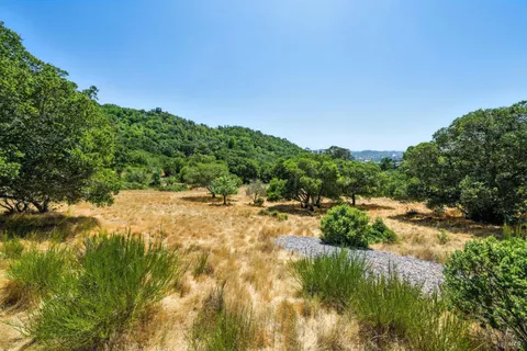 a view of a yard with plants and a tree