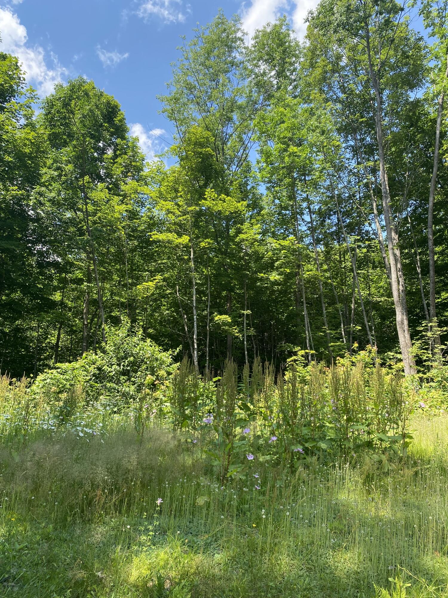 191 Weld Road Phillips, ME 04966 - Photo 12 of 24 Yard and trees