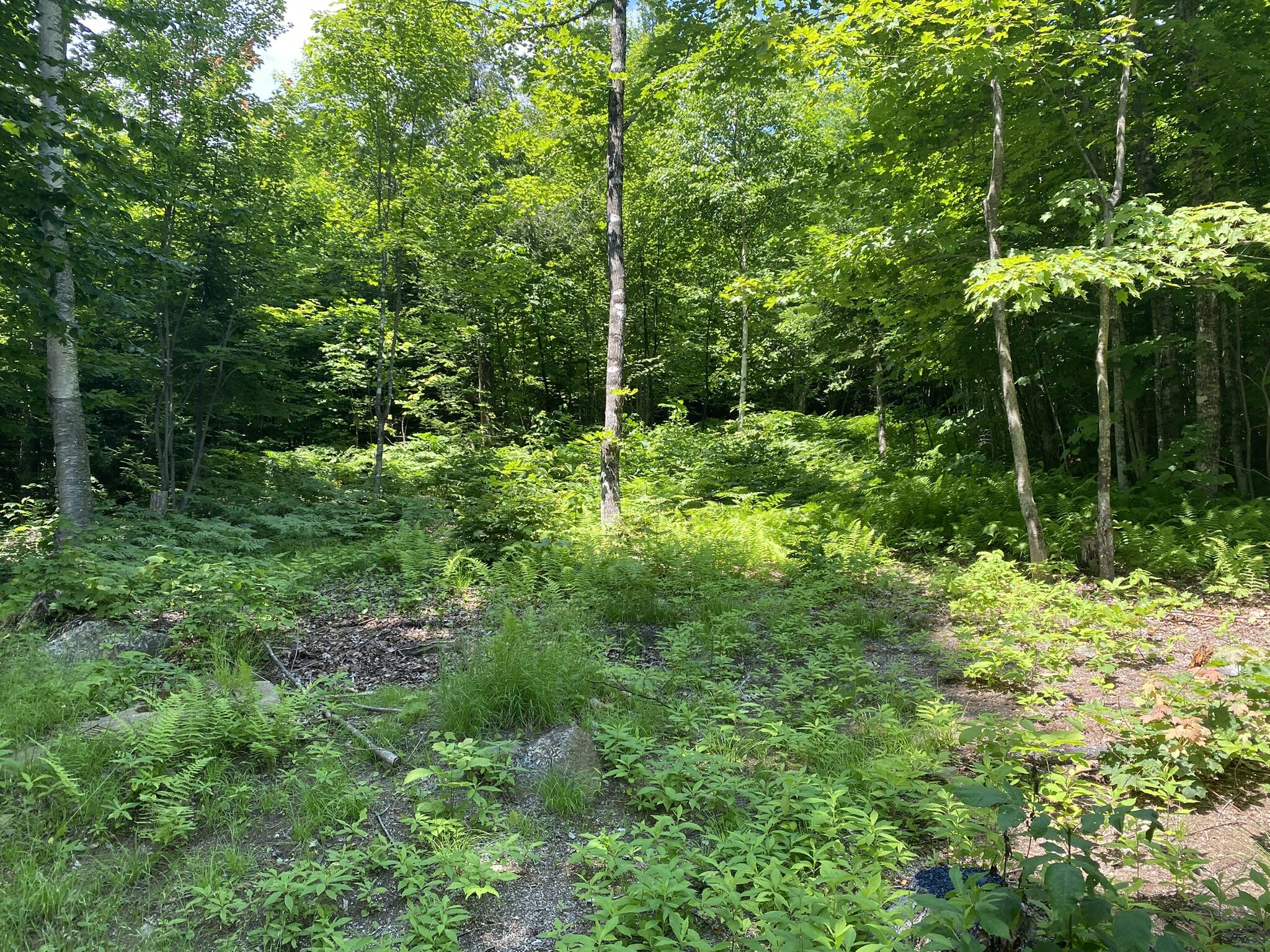 191 Weld Road Phillips, ME 04966 - Photo 18 of 24 Yard