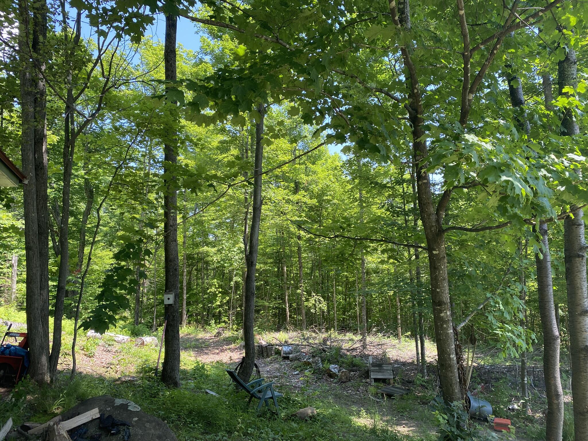 191 Weld Road Phillips, ME 04966 - Photo 20 of 24 Yard and trees